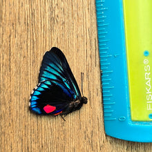 Load image into Gallery viewer, Metalmark Butterfly - Unmounted/Papered Specimen