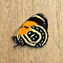 Load image into Gallery viewer, BD Butterfly - Unmounted/Papered Specimen