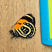 Load image into Gallery viewer, BD Butterfly - Unmounted/Papered Specimen