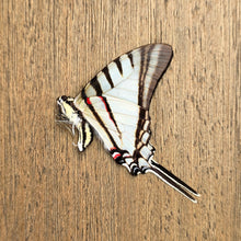 Load image into Gallery viewer, Short-Lined Kite Swallowtail Butterfly - Unmounted/Papered Specimen