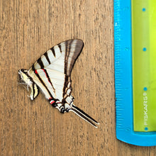 Load image into Gallery viewer, Short-Lined Kite Swallowtail Butterfly - Unmounted/Papered Specimen
