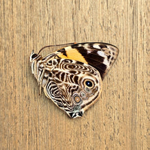 Load image into Gallery viewer, Blomfild's Beauty Butterfly - Unmounted/Papered Specimen