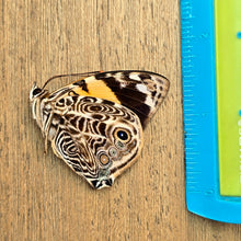 Load image into Gallery viewer, Blomfild's Beauty Butterfly - Unmounted/Papered Specimen