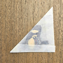 Load image into Gallery viewer, Torquatus Swallowtail Butterfly - Unmounted/Papered Specimen