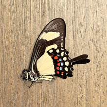 Load image into Gallery viewer, Torquatus Swallowtail Butterfly - Unmounted/Papered Specimen