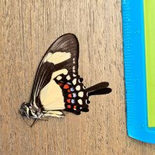 Load image into Gallery viewer, Torquatus Swallowtail Butterfly - Unmounted/Papered Specimen