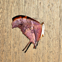 Load image into Gallery viewer, Ruddy Daggerwing Butterfly - Unmounted/Papered Specimen
