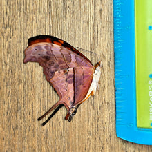 Load image into Gallery viewer, Ruddy Daggerwing Butterfly - Unmounted/Papered Specimen