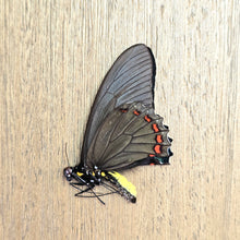 Load image into Gallery viewer, Cramer's Swallowtail Butterfly - Unmounted/Papered Specimen