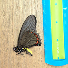 Load image into Gallery viewer, Cramer's Swallowtail Butterfly - Unmounted/Papered Specimen