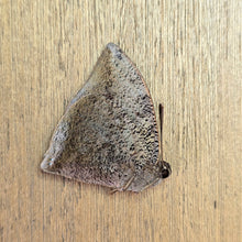 Load image into Gallery viewer, Blue Leafwing Butterfly - Unmounted/Papered Specimen