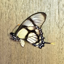 Load image into Gallery viewer, Dolicaon Kite Swallowtail Butterfly - Unmounted/Papered Specimen