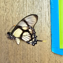 Load image into Gallery viewer, Dolicaon Kite Swallowtail Butterfly - Unmounted/Papered Specimen