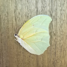 Load image into Gallery viewer, White Angled-Sulphur - Unmounted/Papered Specimen