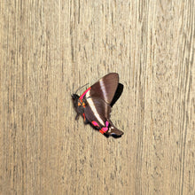 Load image into Gallery viewer, Periander Metalmark Butterfly - Unmounted/Papered Specimen