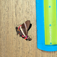 Load image into Gallery viewer, Periander Metalmark Butterfly - Unmounted/Papered Specimen