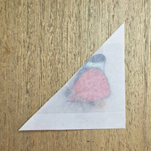 Load image into Gallery viewer, Red Flasher Butterfly - Unmounted/Papered Specimen
