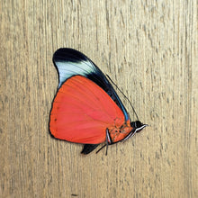 Load image into Gallery viewer, Red Flasher Butterfly - Unmounted/Papered Specimen
