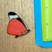 Load image into Gallery viewer, Red Flasher Butterfly - Unmounted/Papered Specimen