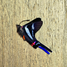 Load image into Gallery viewer, Long-tailed Metalmark Butterfly - Unmounted/Papered Specimen