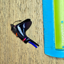 Load image into Gallery viewer, Long-tailed Metalmark Butterfly - Unmounted/Papered Specimen