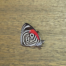 Load image into Gallery viewer, Cramer's Eighty-Eight Butterfly - Unmounted/Papered Specimen (Copy)