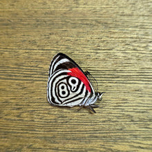 Load image into Gallery viewer, Cramer's Eighty-Eight Butterfly - Unmounted/Papered Specimen (Copy)