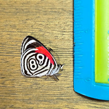 Load image into Gallery viewer, Cramer's Eighty-Eight Butterfly - Unmounted/Papered Specimen (Copy)