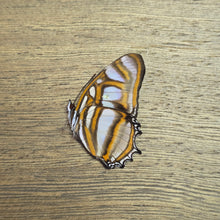 Load image into Gallery viewer, Elissa Page Butterfly - Unmounted/Papered Specimen