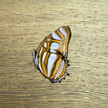 Load image into Gallery viewer, Elissa Page Butterfly - Unmounted/Papered Specimen