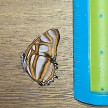 Load image into Gallery viewer, Elissa Page Butterfly - Unmounted/Papered Specimen