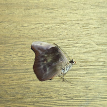 Load image into Gallery viewer, Acontius Firewing Butterfly - Unmounted/Papered Specimen