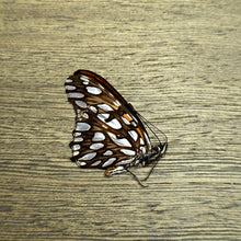 Load image into Gallery viewer, Mexican Silverspot Butterfly - Unmounted/Papered Specimen