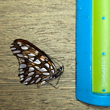 Load image into Gallery viewer, Mexican Silverspot Butterfly - Unmounted/Papered Specimen