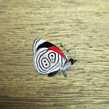 Load image into Gallery viewer, Neglected Eighty-Eight Butterfly - Unmounted/Papered Specimen