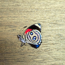 Load image into Gallery viewer, Eighty-Eight Butterfly - Unmounted/Papered Specimen