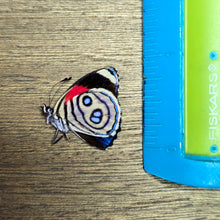 Load image into Gallery viewer, Eighty-Eight Butterfly - Unmounted/Papered Specimen