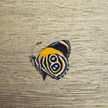 Load image into Gallery viewer, Eunomia Eighty-Eight Butterfly - Unmounted/Papered Specimen