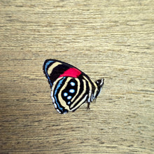 Load image into Gallery viewer, Hesperis Eighty-Eight Butterfly - Unmounted/Papered Specimen