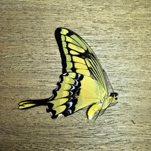 Load image into Gallery viewer, King Swallowtail Butterfly - Unmounted/Papered Specimen