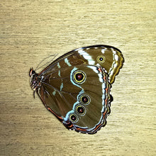 Load image into Gallery viewer, Blue-Banded Morpho Butterfly - Unmounted/Papered Specimen