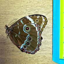 Load image into Gallery viewer, Blue-Banded Morpho Butterfly - Unmounted/Papered Specimen