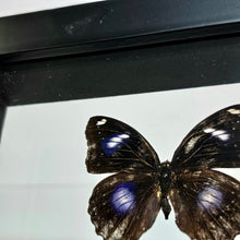 Load image into Gallery viewer, Blue Moon Butterfly & Striped Blue Crow Butterfly Pair Shadow Box Frame