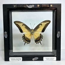 Load image into Gallery viewer, Queen Swallowtail Butterfly Shadow Box Frame
