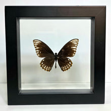 Load image into Gallery viewer, Common Mime Subspecies Butterfly Shadow Box Frame