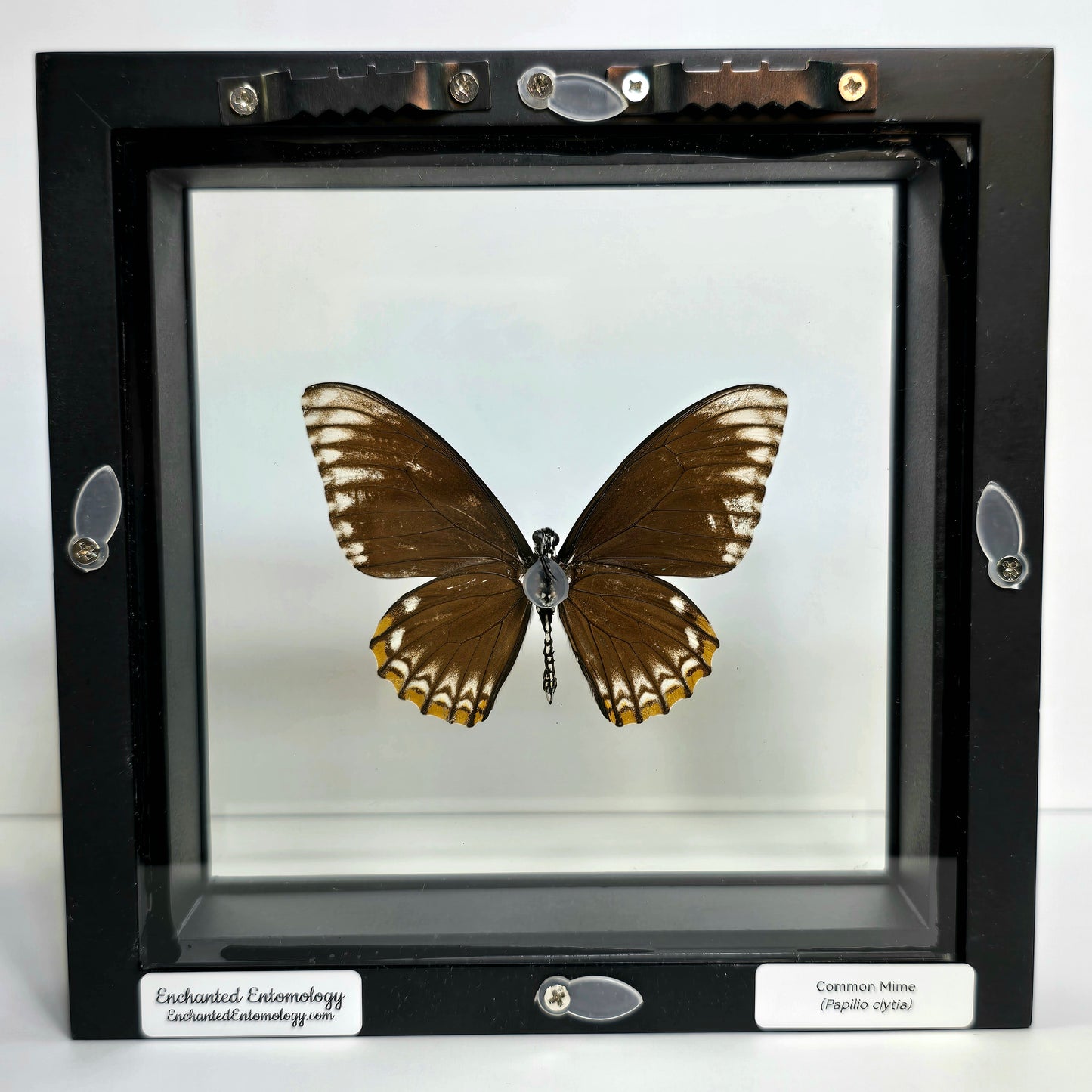 Common Mime Subspecies Butterfly Shadow Box Frame