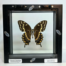 Load image into Gallery viewer, Laurel Swallowtail Butterfly Shadow Box Frame