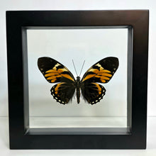 Load image into Gallery viewer, Tiger Butterfly Shadow Box Frame