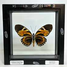 Load image into Gallery viewer, Tiger Butterfly Shadow Box Frame