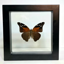 Load image into Gallery viewer, Tailed Cecropian Butterfly Shadow Box Frame